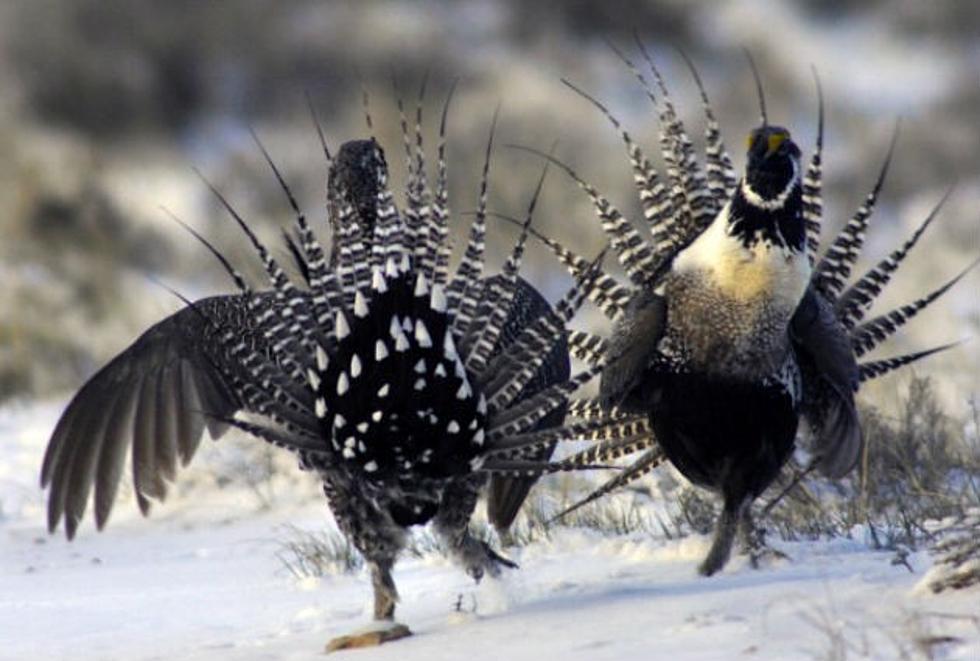 Stock Growers Association Sues Feds Over Land Use Plans In Sage Grouse Habitat