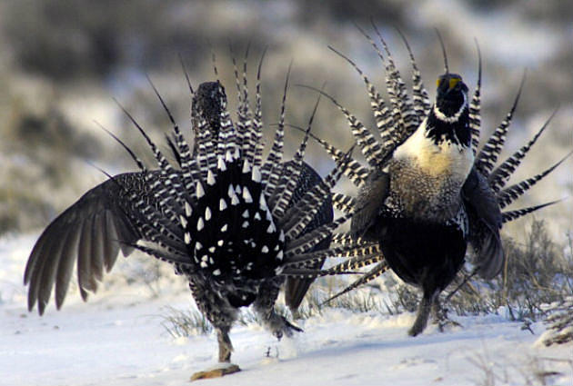 Wyoming Sage Grouse Numbers Up