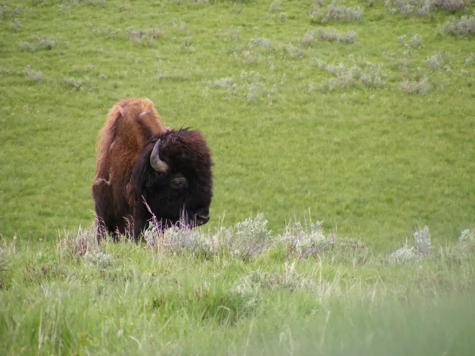 Photographer, Wildlife Watcher Ask Court To Block Buffalo Culling in Yellowstone