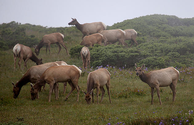 Brucellosis Found in Southwestern Montana Elk