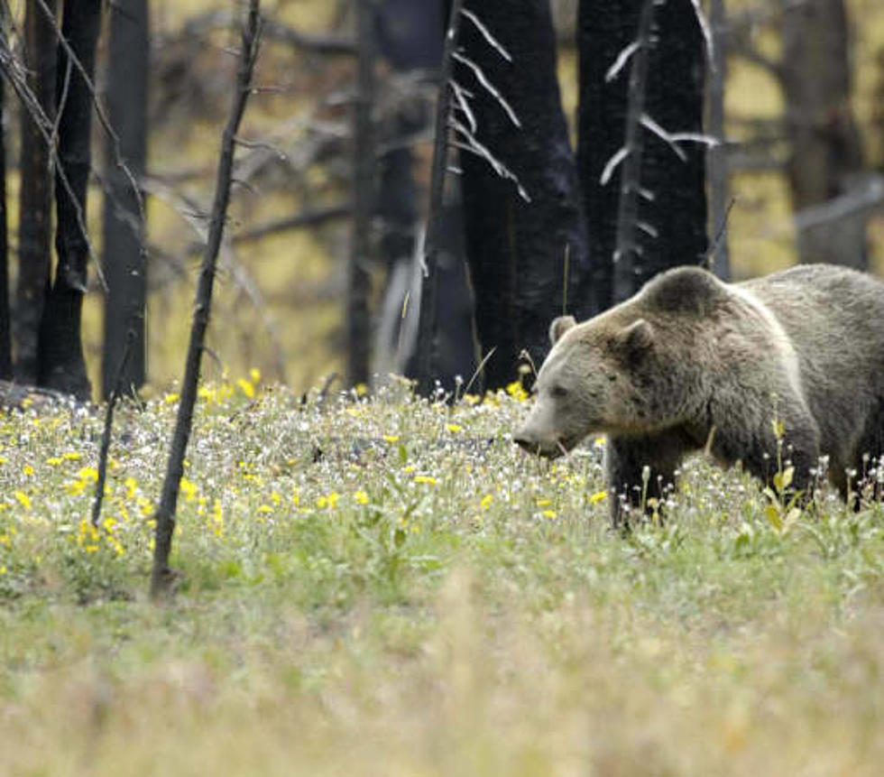 WATCH: Yellowstone Tourist Charged By Grizzly Bear