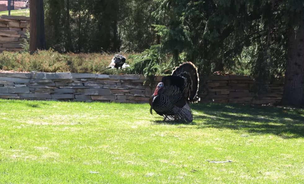 Straight Outta Casper College: Don’t Mess With The Turkey Gang [VIDEO]