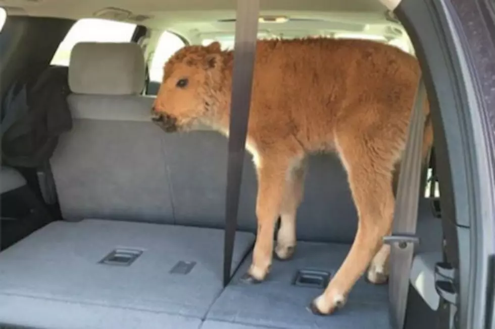 Bison Calf Tourist Sentenced