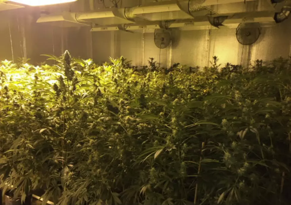 Riverton Man Pleads Guilty To Major Pot-Growing Operation