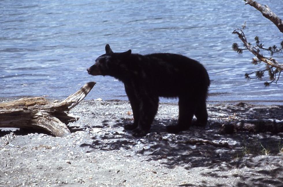 BLM Closes Campsite After Human-Bear Encounter