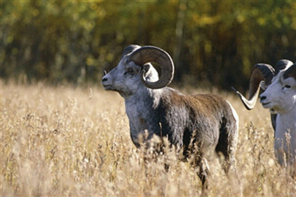 Bighorns Spotted Near Casper