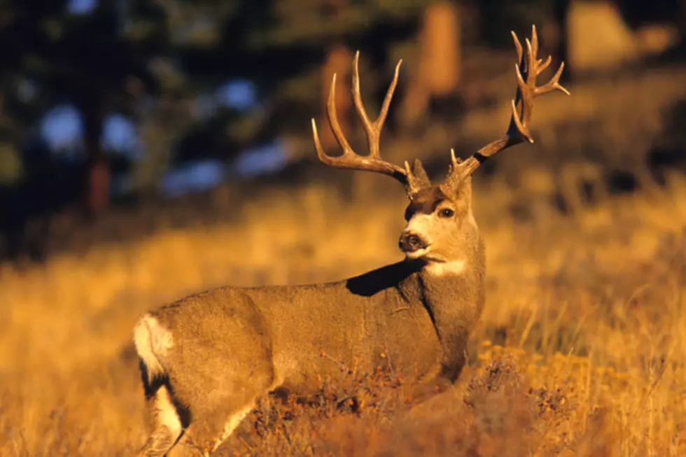 Deer Poached Near Rock Springs