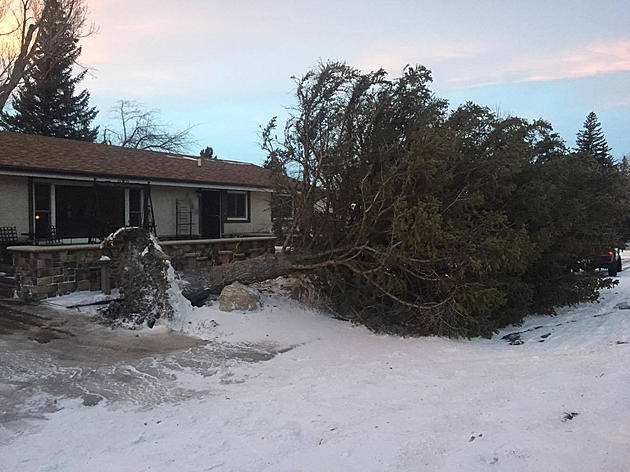 Strong Winds Blow Over Tree In West Casper