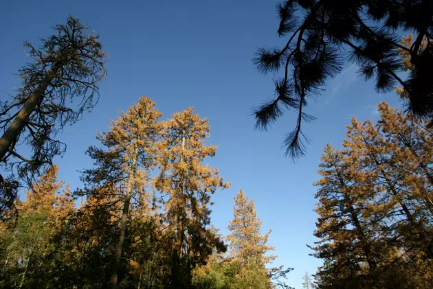 Wyoming Forest Sets Rules for Morel Hunting