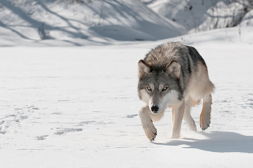 Wyoming Wolf Confirmed to be Roaming in Northern Colorado