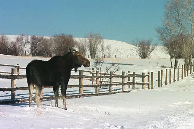 Wyoming Wildlife Struggling Amid Harsh Winter Conditions