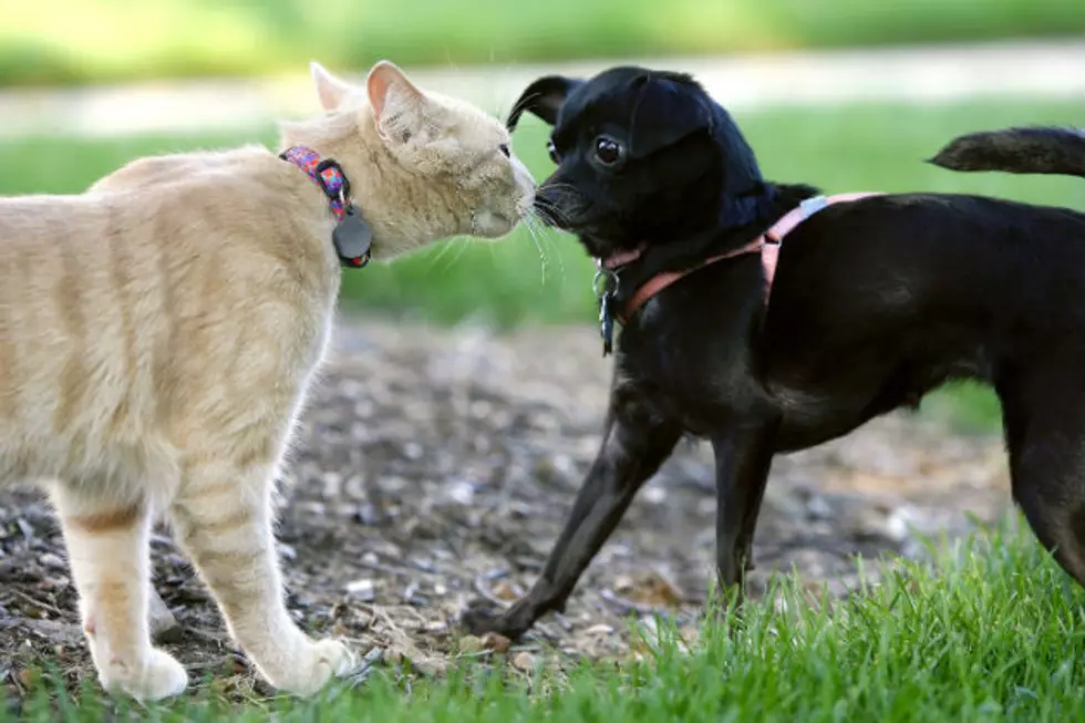 Pets Of The Week From The Cheyenne Animal Shelter