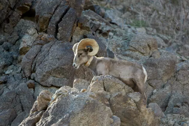 Bighorn Sheep Transplanted in Wyoming