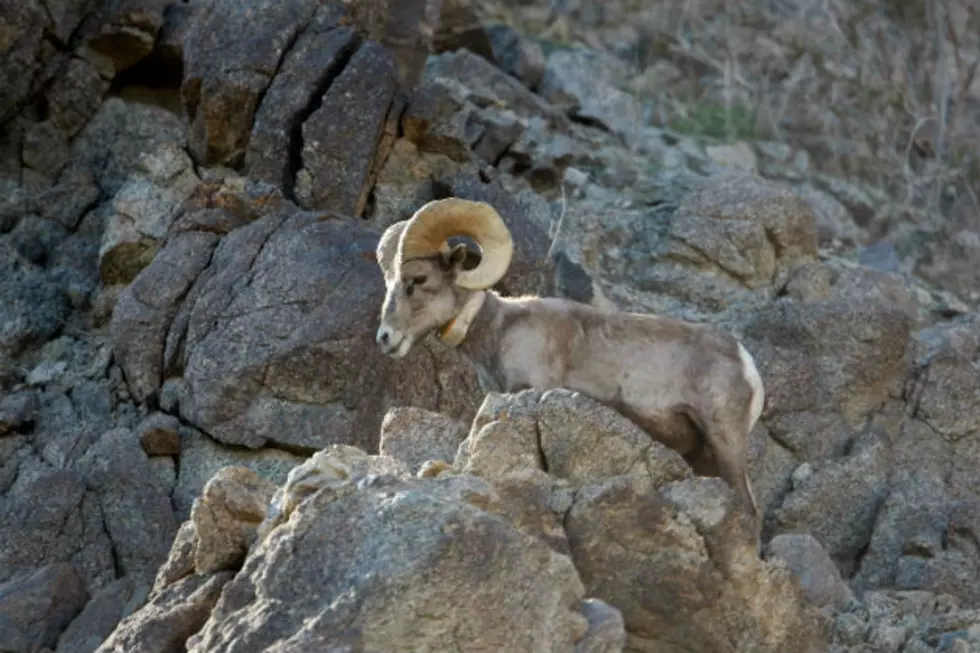 Studies Continue on Big Horn Sheep in the Laramie Region
