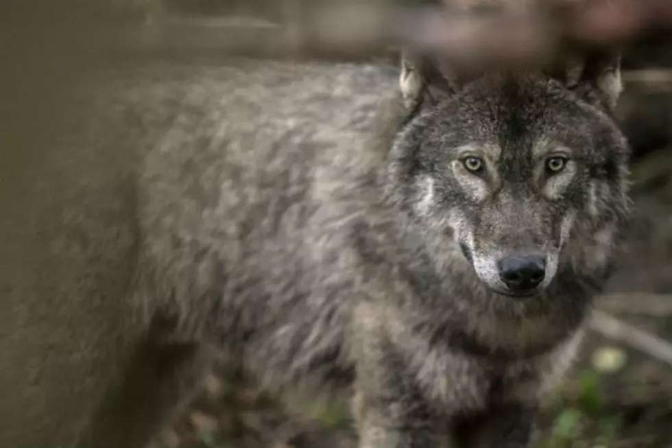 Reintroduced Wyoming Carnivores Help Overall Ecology