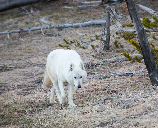 Death of Popular White Wolf Investigated In Yellowstone