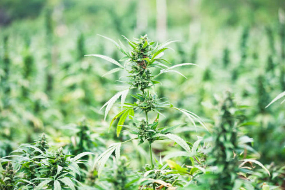 Big Piney Man Sentenced for Marijuana Growing Operation