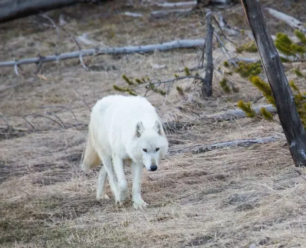 Yellowstone National Park: Popular White Wolf Was Shot