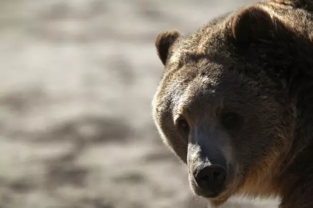 Biologists: Grizzly Numbers Steady Around Yellowstone