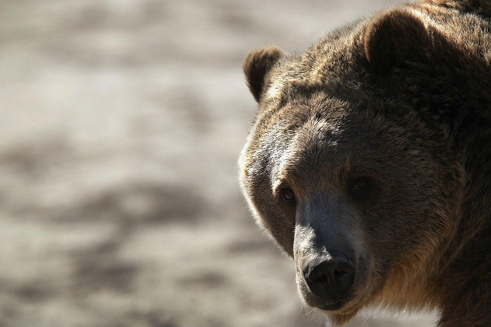 Tourist Regrets Rolling Down Window To Take Selfie With Bear