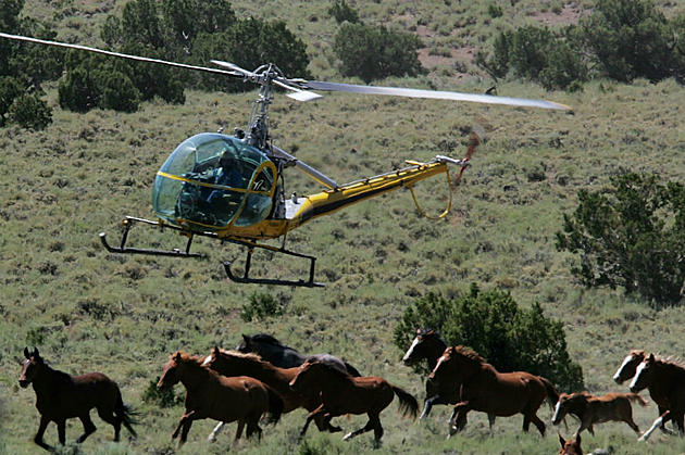 Public Input Expected on Wyoming Wild Horse Management Plan
