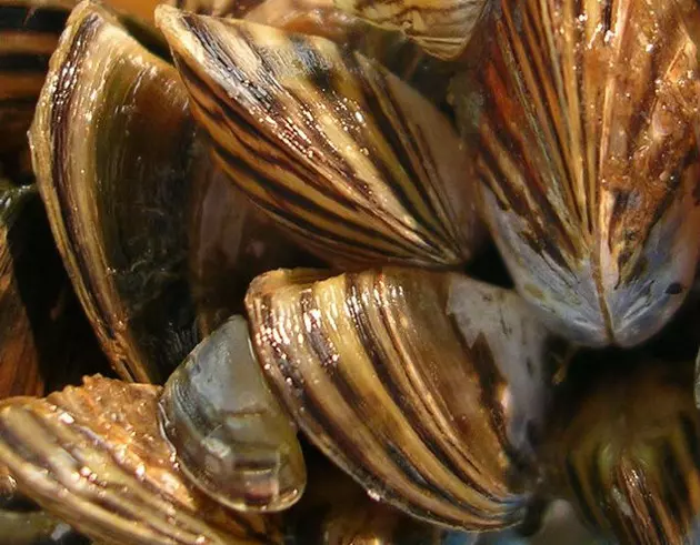 Invasive Species Are Focus of Yellowstone, Wyoming Officials