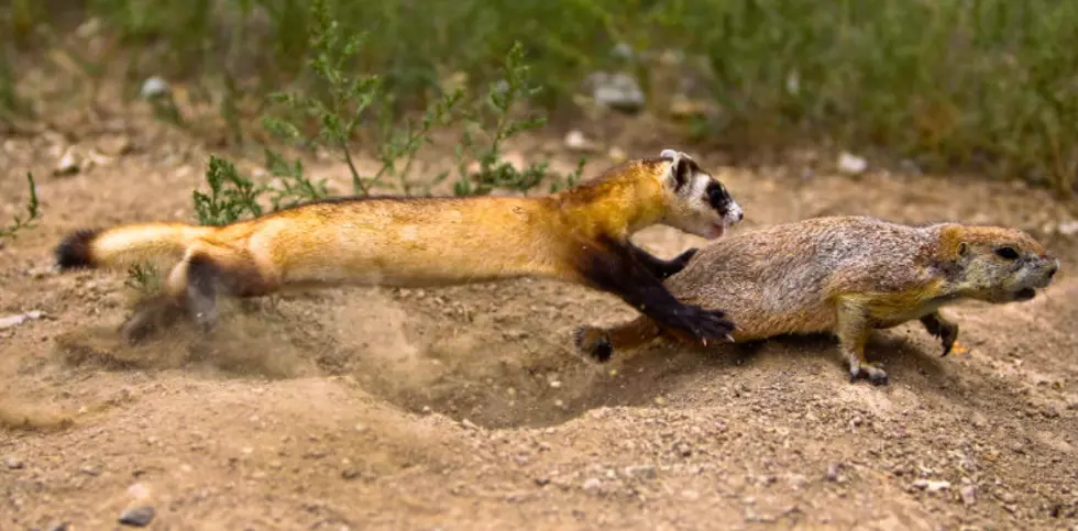 20 Black-Footed Ferrets Released Near Meeteetse