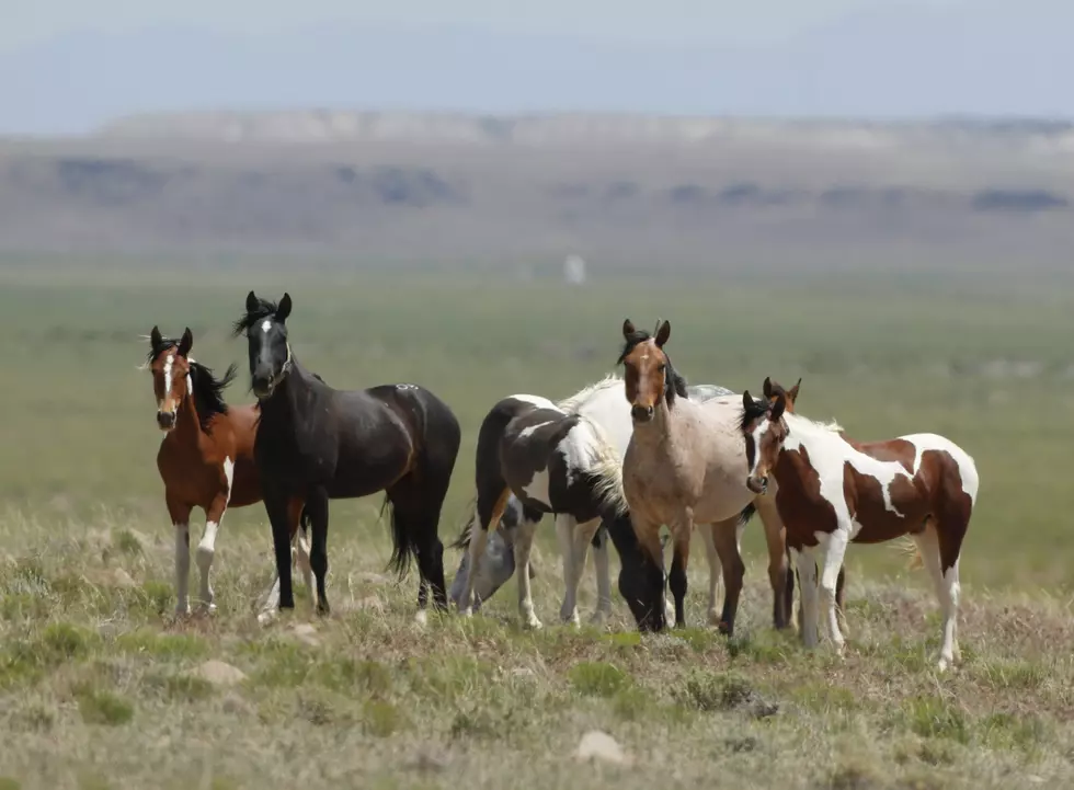 BLM Planning to Remove Wild Horses in Northwest Wyoming This Fall