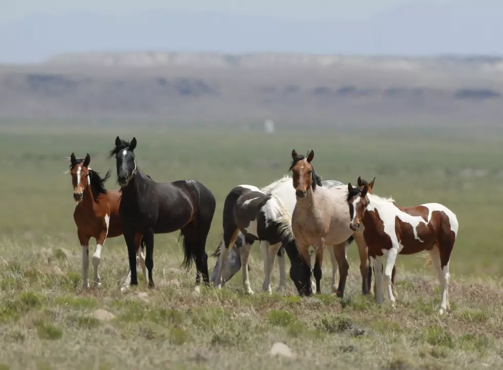 BLM Postpones Meeting on Wild Horses Over Notice Dispute