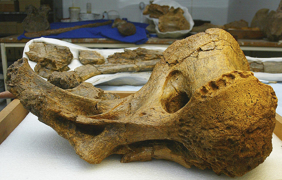 Denver Museum Receives 6,000 Dinosaur Bones From Wyoming