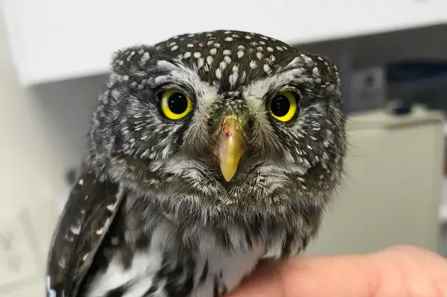 Wyoming Raptor Center Treats Injured Owl