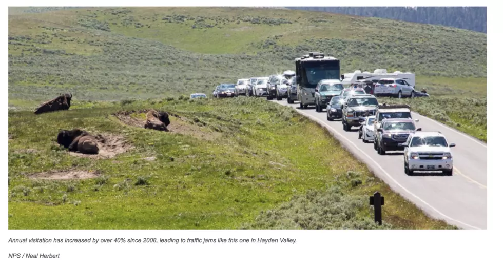 Yellowstone Grapples With High Visitor Numbers v. Ecosystem Management