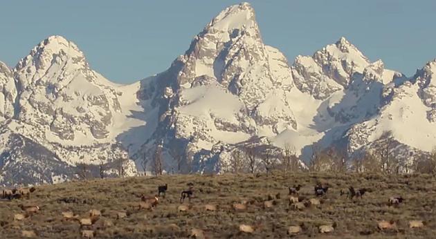 Jackson Elk Herd On The Move For Spring Migration [VIDEO]
