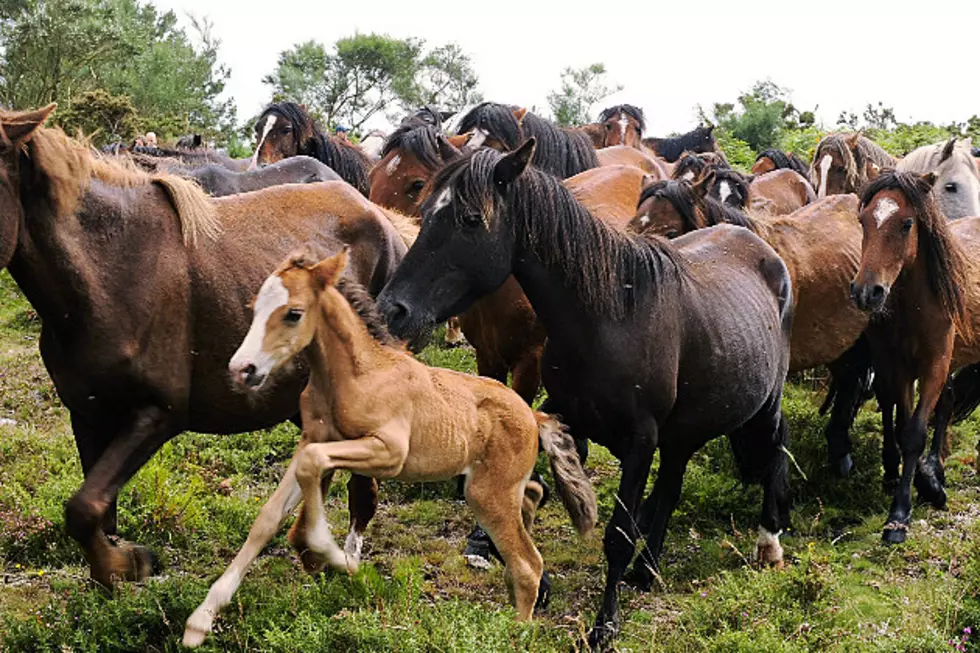 Three Large Corrals Approved for Wild Horse Roundups