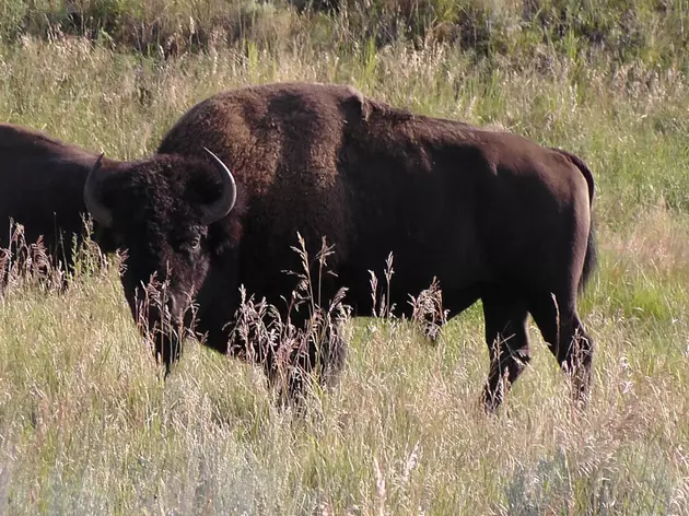 Time Ticks Away at Wild Bison Genetic Diversity