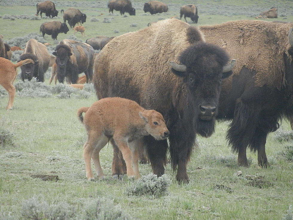 Draft Plan Released for Bison Management in Yellowstone