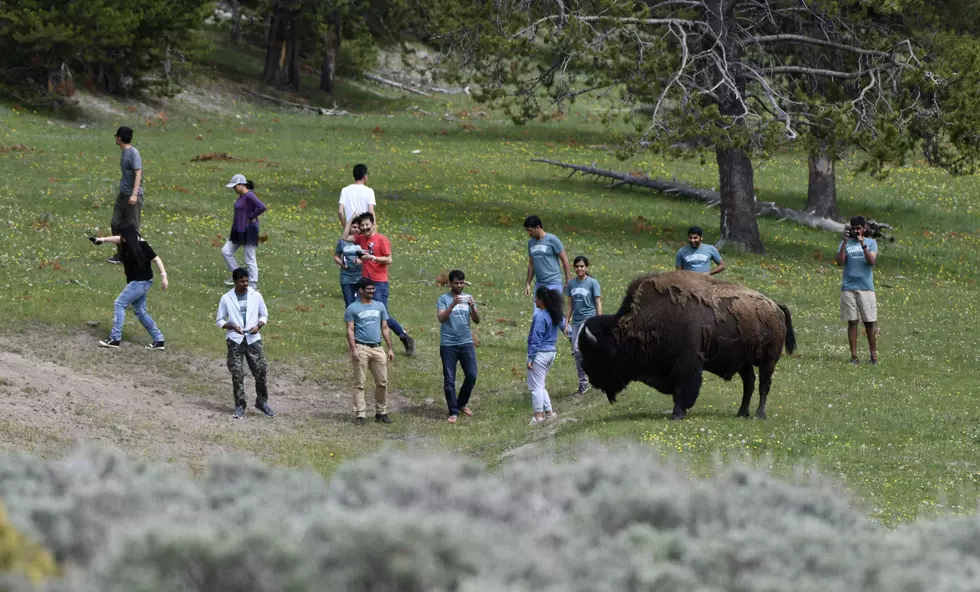 Yellowstone Summer: Tourists Still Behaving Badly [PHOTOS]