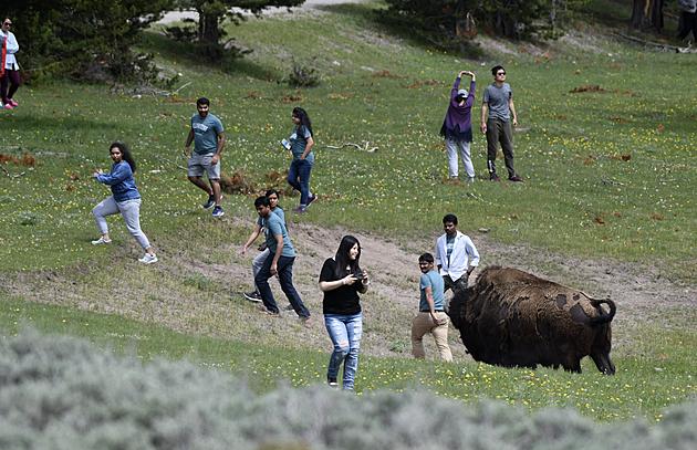 Yellowstone Summer: Tourists Still Behaving Badly [PHOTOS]