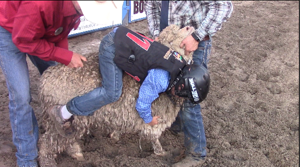 Central Wyoming Rodeo Mutton Bustin’-Tuesday [VIDEO]