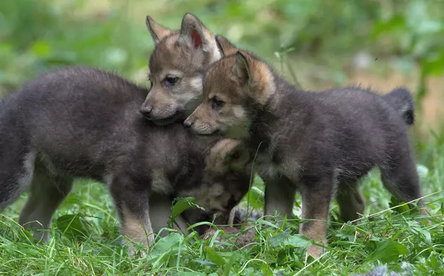 Four Wolf Pups Found Dead on Public Land in Wyoming