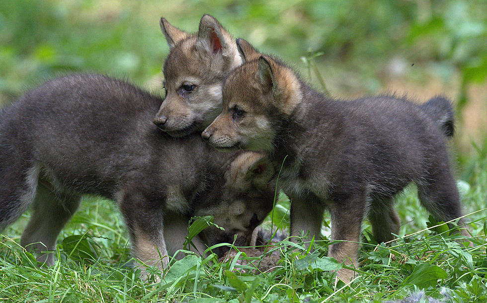 Groups Fight to Keep Gray Wolf Protections for Most of U.S.