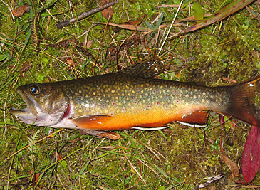 Wyoming Officials Plan to Kill off Nonnative Trout in Stream