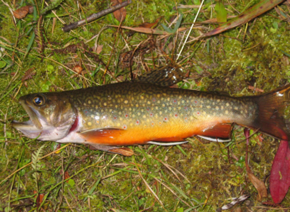 Wyoming Officials Plan to Kill off Nonnative Trout in Stream