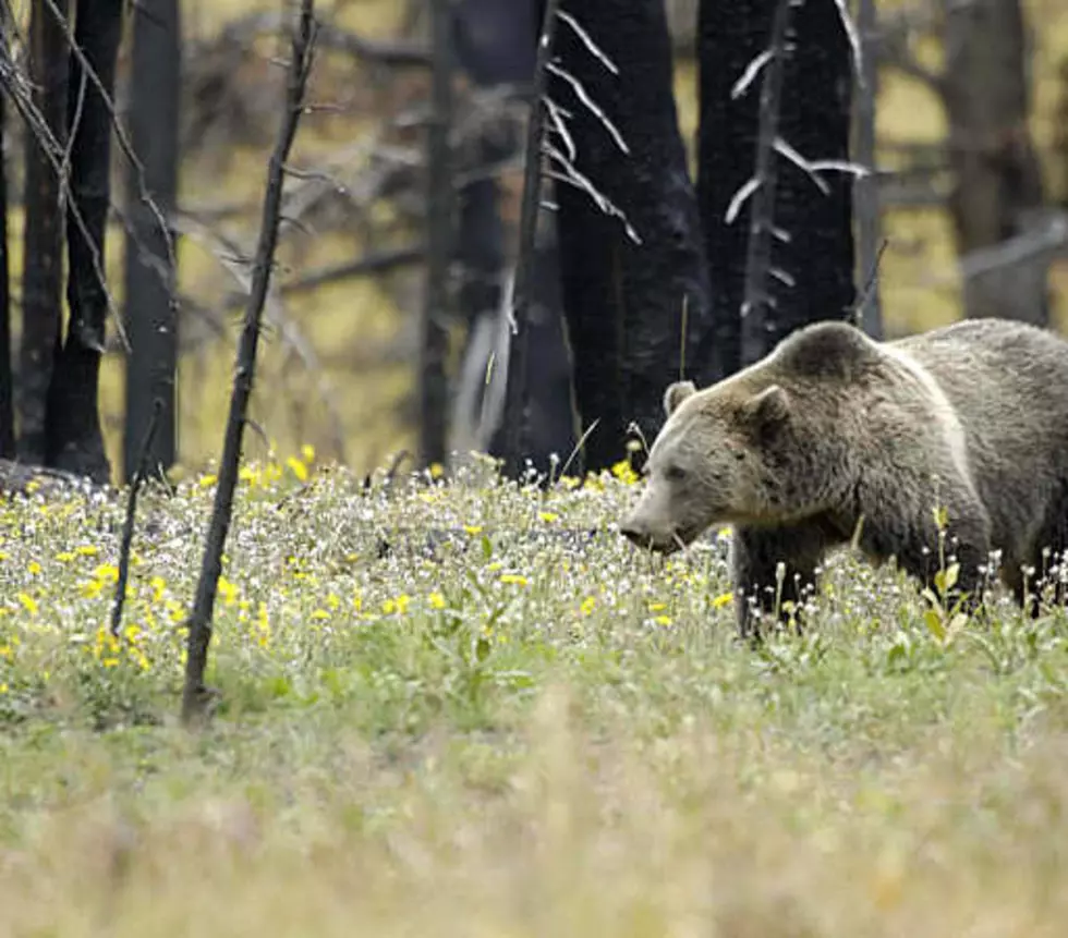 Bear Attacks, Injures Boy In Yellowstone National Park
