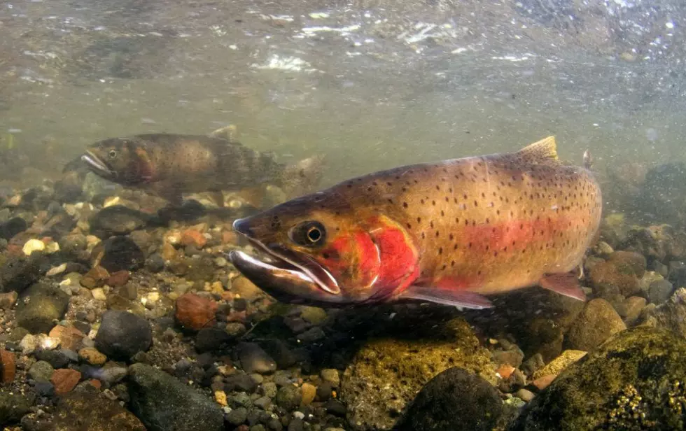 Yellowstone Resumes Native Fish &#8211; Cutthroat Trout &#8211; Restoration Project