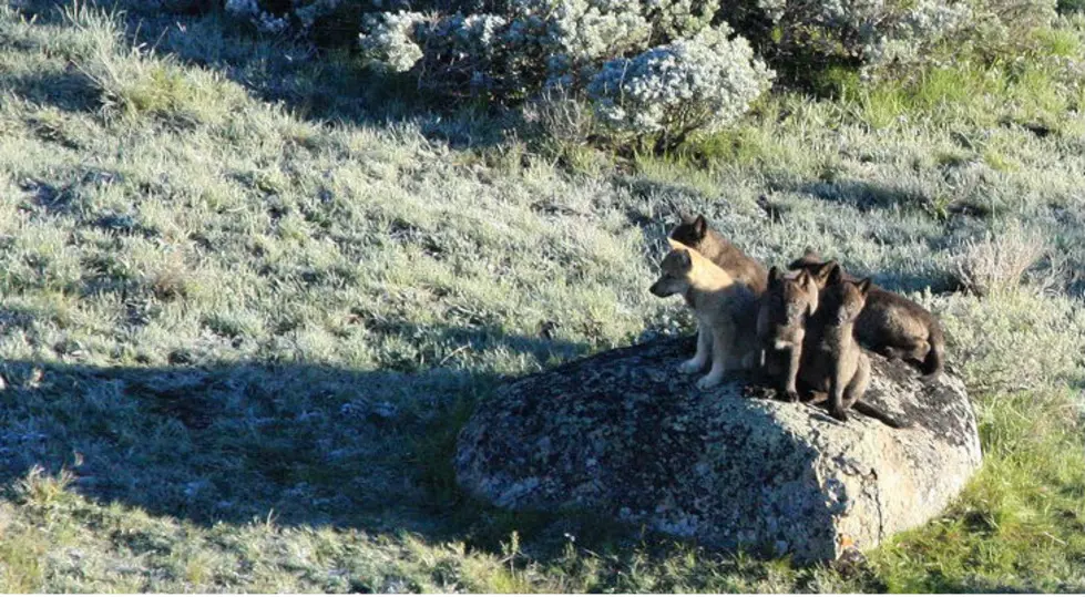 Yellowstone National Park Investigates Shooting At Wolves