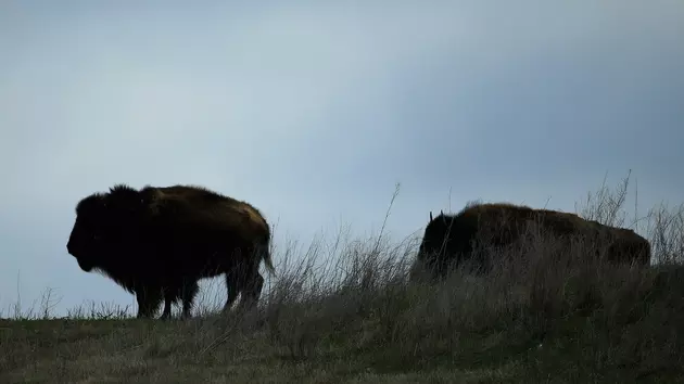 Charging Bison Damages Rental Car in Yellowstone