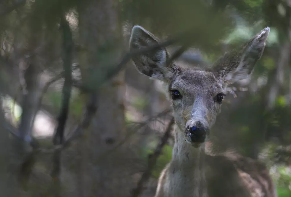 Cody Planning to Cull More Deer to Reach Target Popluation