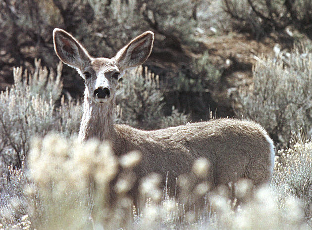 30 Dead Deer Found at Utah Landfill, Starved, Died of Disease