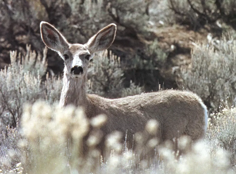 Headless Deer Wrapped in Plastic Discovered in Wyoming